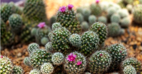 Pincushion Cactus 
